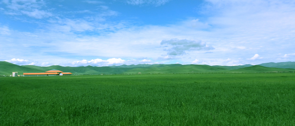 川西北高原虉草生产现状与前景分析