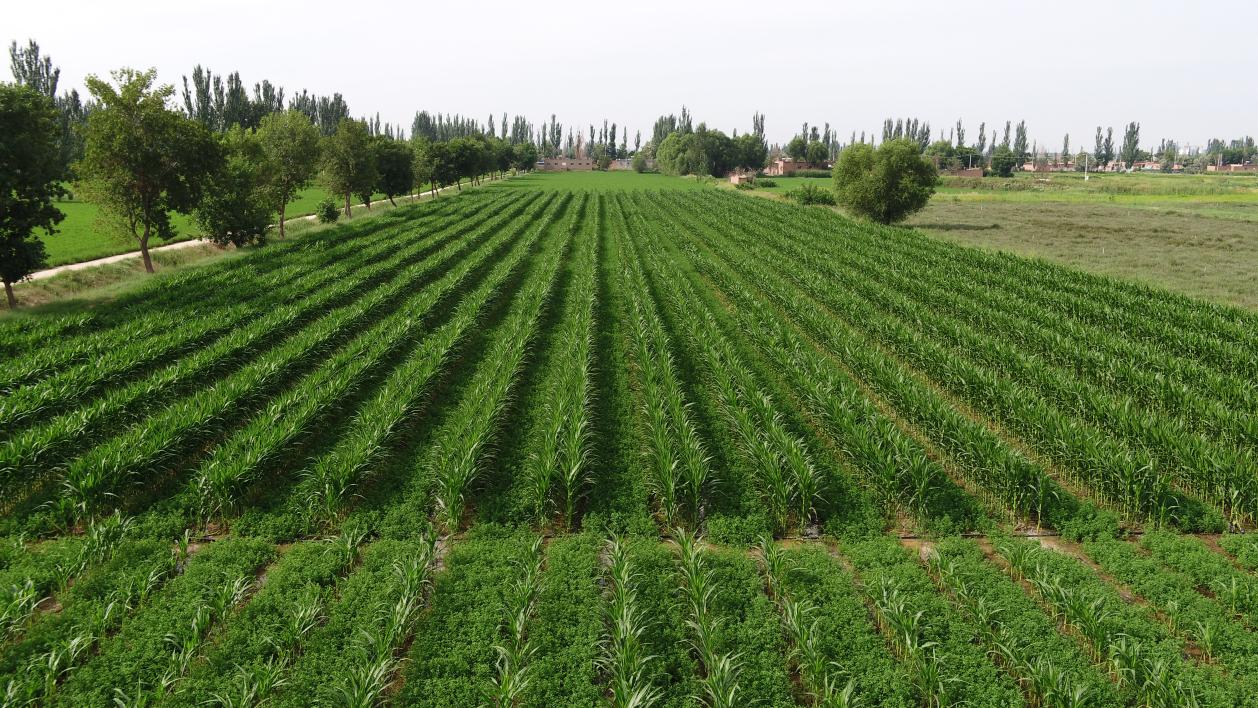 牧草体系新技术-苜蓿玉米间套种，护田增粮抑沙尘